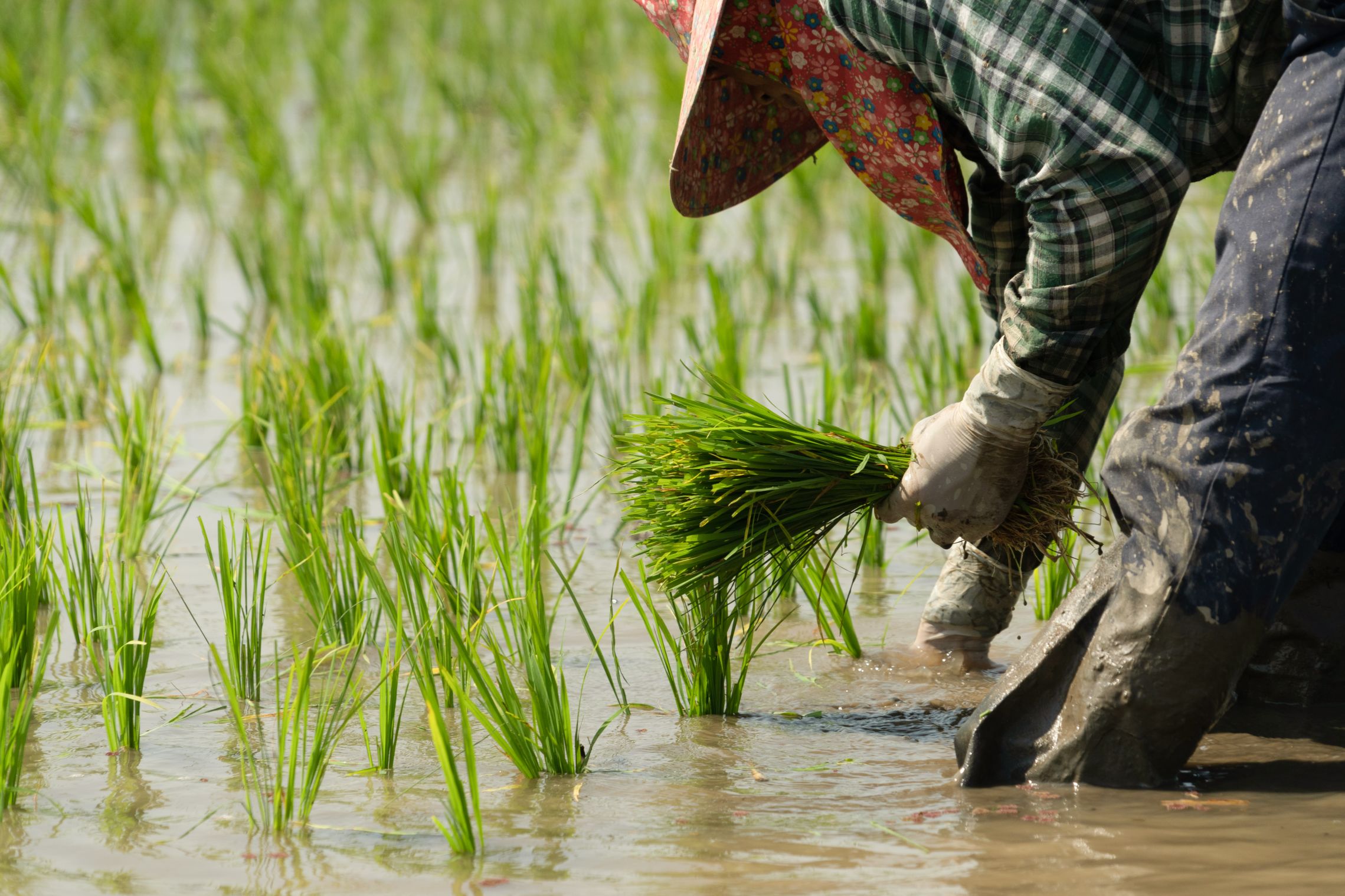 What is El Niño and how does it impact food security around the world