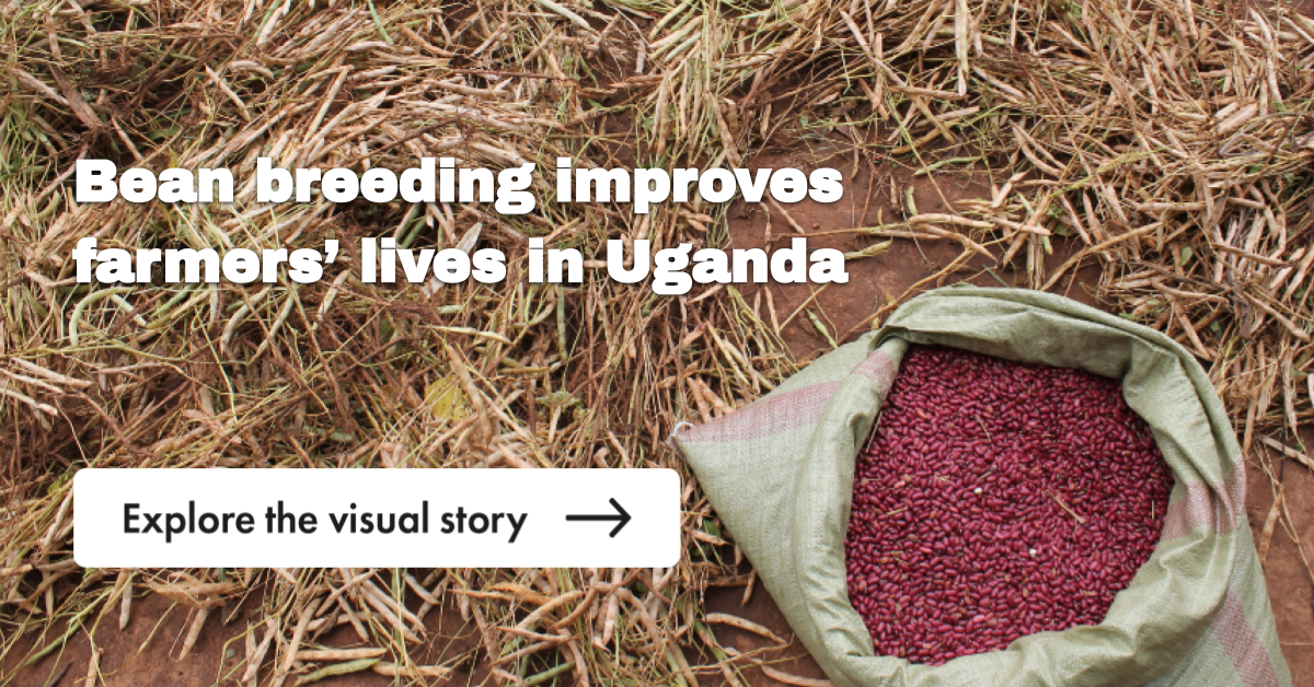 Bean breeding improves farmers' lives in Uganda