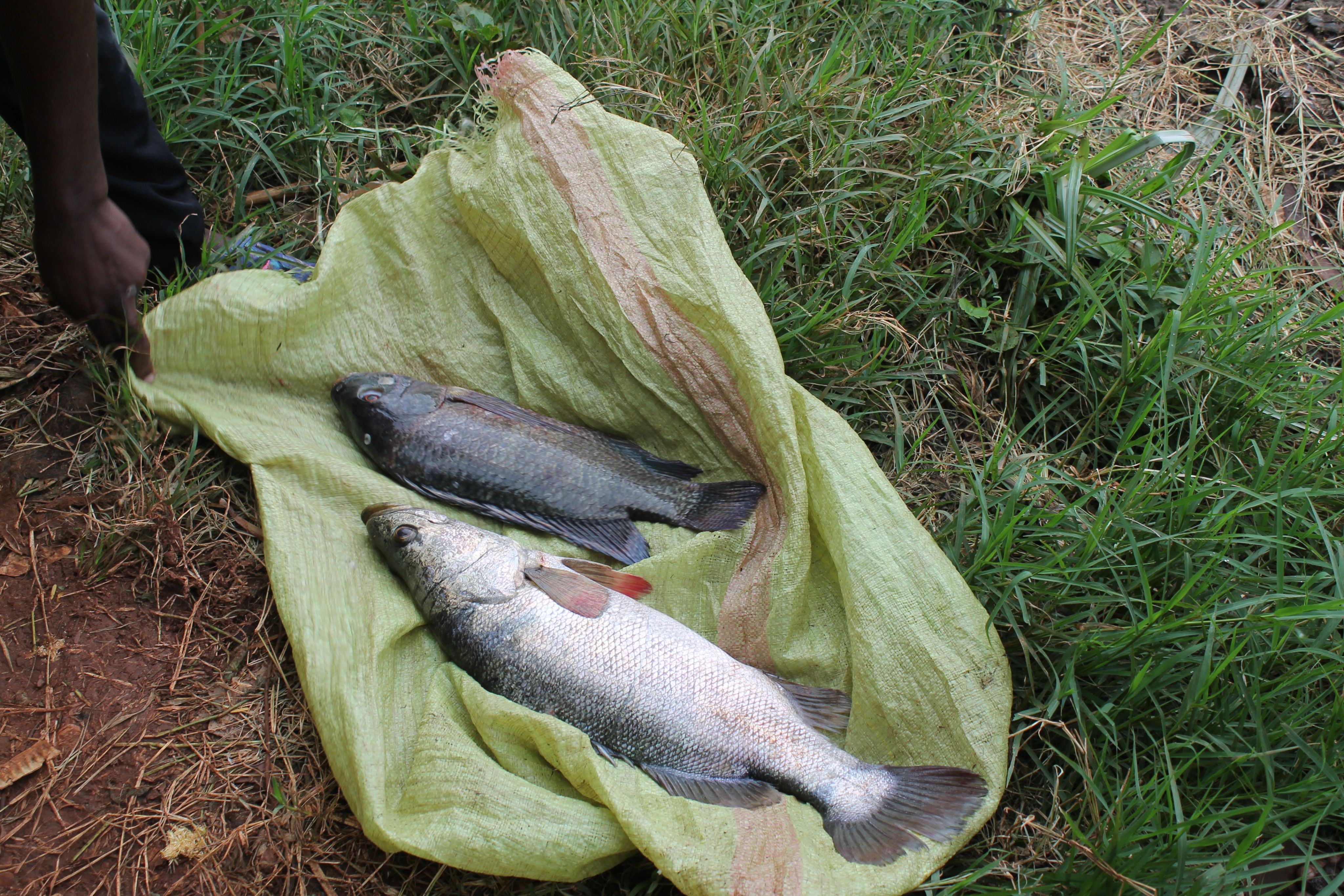 Cage farming can protect Lake Victoria's fish. But regulations need  tightening