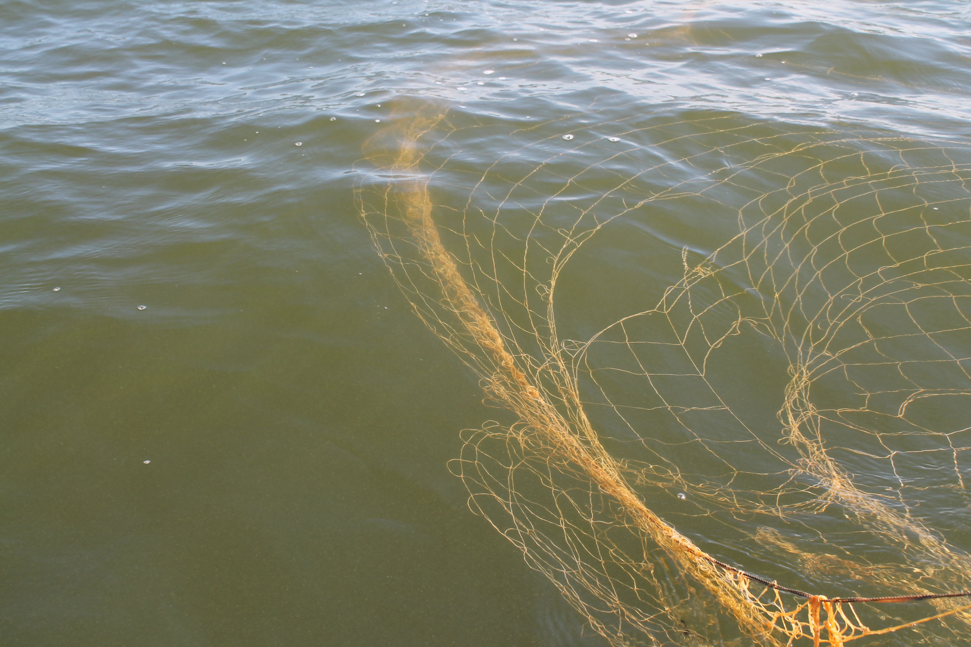 In Odisha, entrepreneurs dream of making it big with cage fish farming