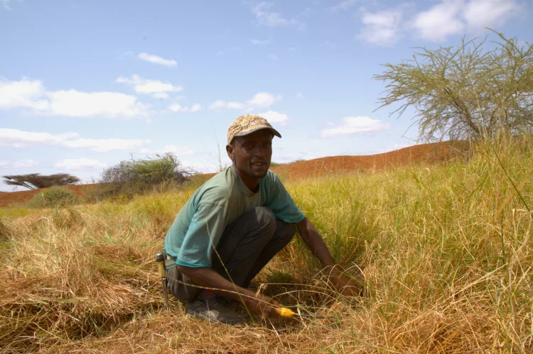 Drought is the enemy’: The communities fighting hunger in Somaliland
