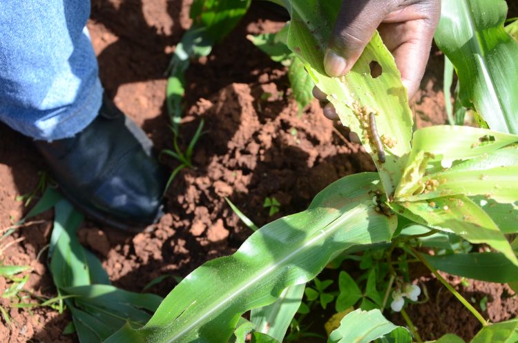Fall Armyworm invasion creates massive communications challenge in Africa