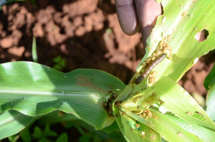 Fall Armyworm invasion creates massive communications challenge in Africa