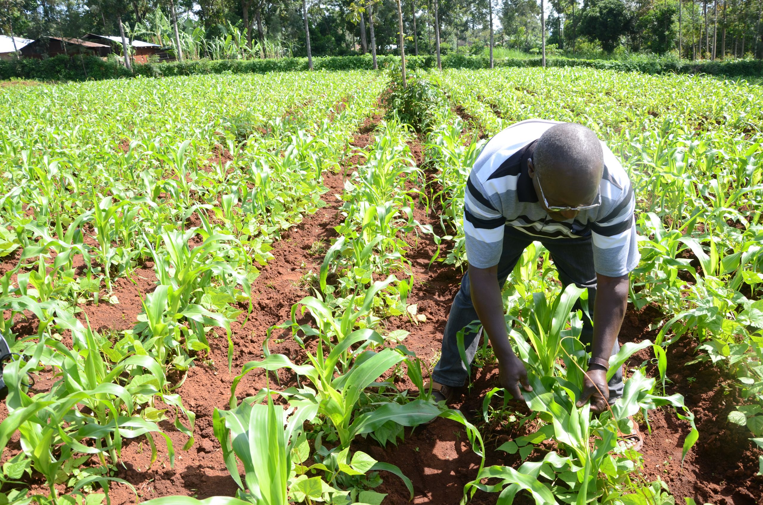 Fall Armyworm invasion creates massive communications challenge in Africa