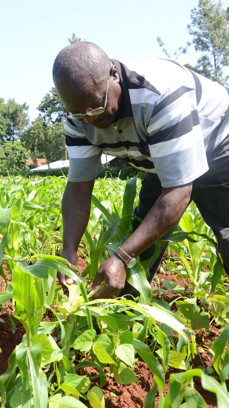 Fall Armyworm invasion creates massive communications challenge in Africa