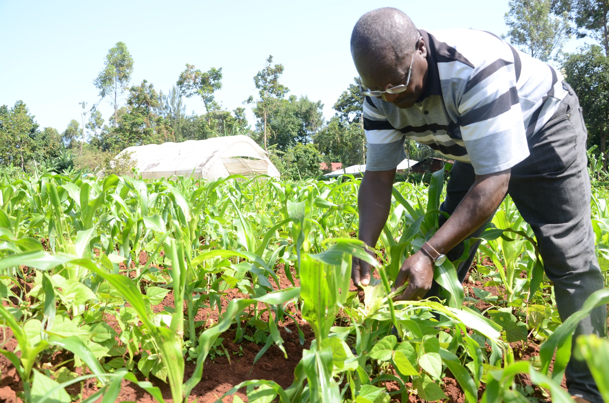 Fall Armyworm invasion creates massive communications challenge in Africa