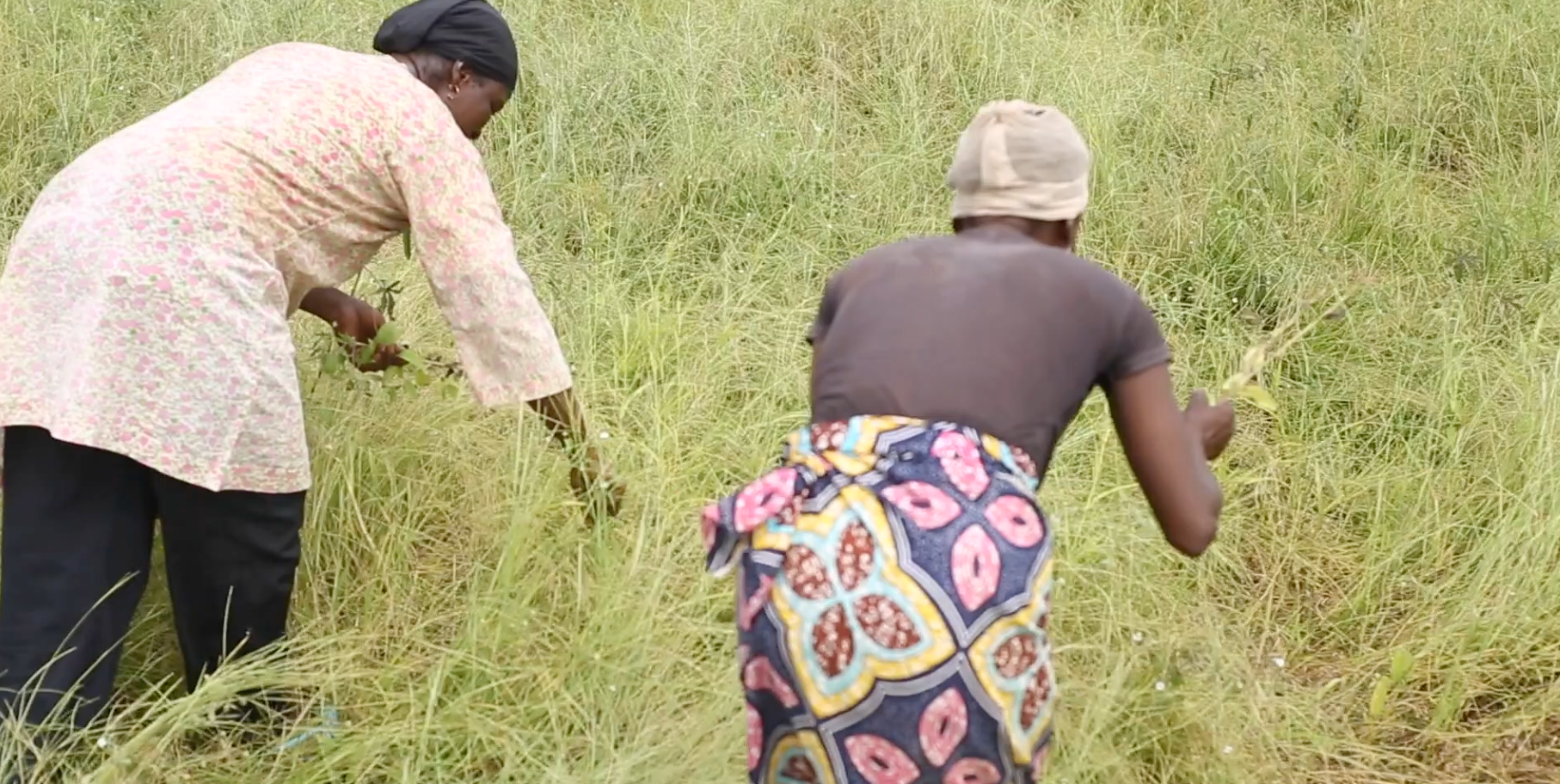 smallholder farmers in Ghana harvest fonio