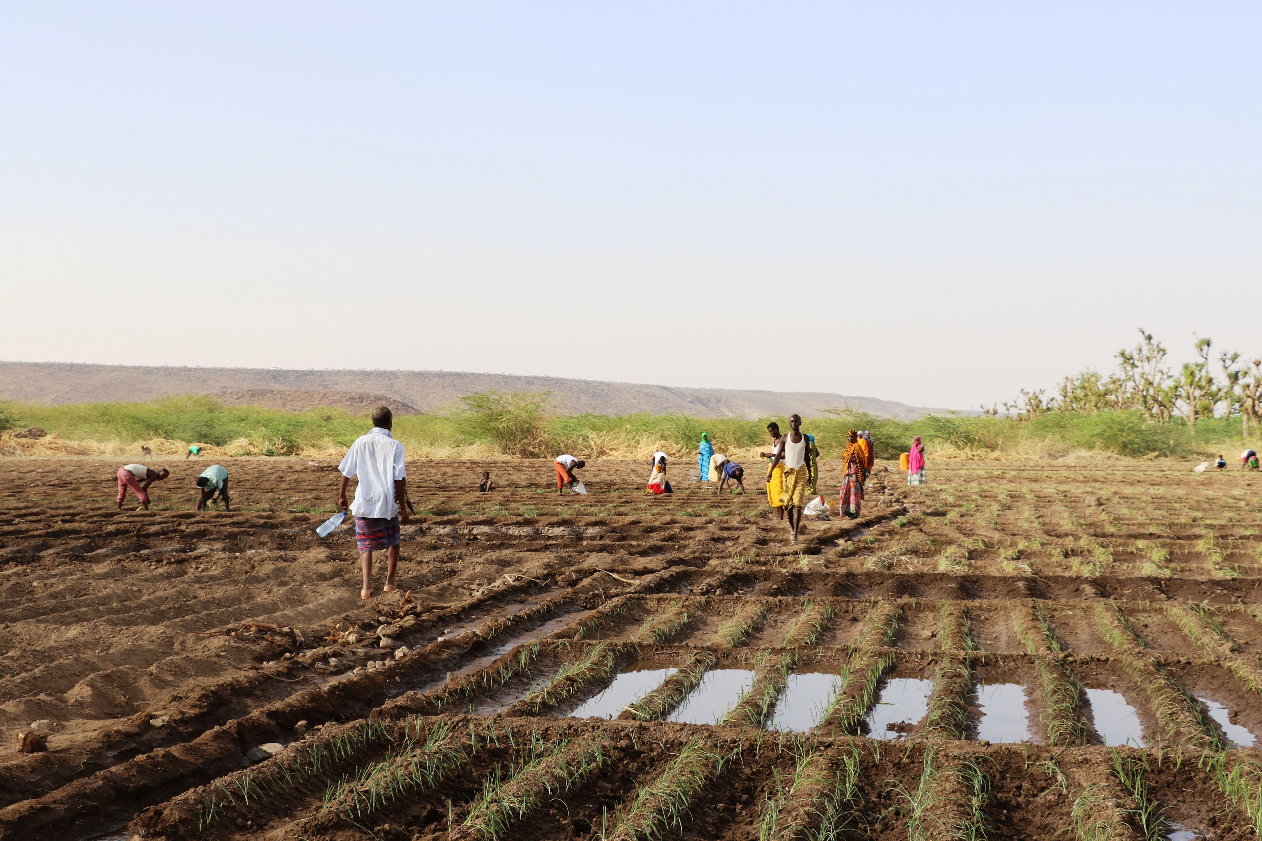 What is El Niño and how does it impact food security around the world?